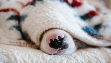 Significado de sonhar com cachorro doente