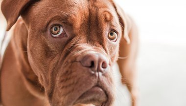 Significado de sonhar com cachorro marrom