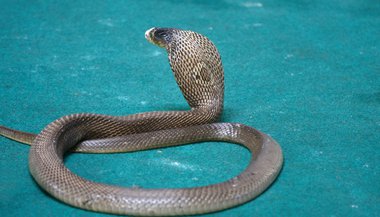 Significado de sonhar com cobra naja