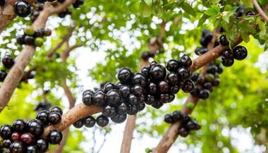 Significado de sonhar com jabuticaba