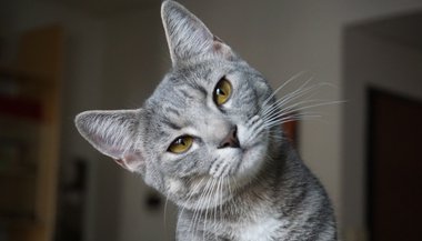 Significado de sonhar com gato cinza