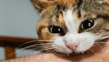 Significado de sonhar com gato mordendo