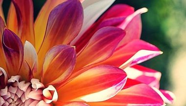 O uso das essências florais na superação dos medos