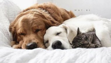 O Horóscopo dos animais de estimação