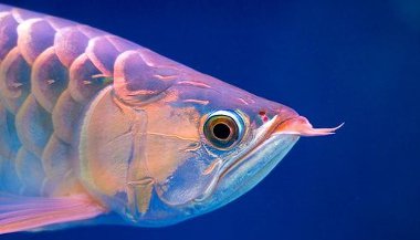 Semelhanças entre o signo de peixes e o animal