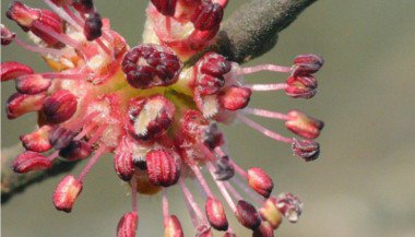 Elm: como este Floral de Bach pode nos ajudar?