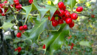 Holly: a essência floral que potencializa a energia amorosa