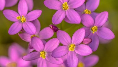 Centaury: a essência floral para a dificuldade de dizer não