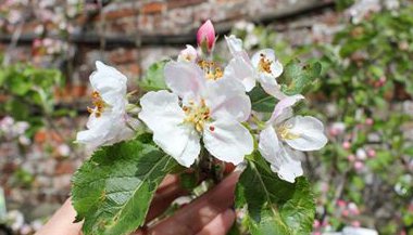 Estresse, cansaço ou fadiga? Trate com Terapia Floral