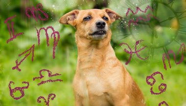 Como interpretar o mapa astral do seu animal de estimação