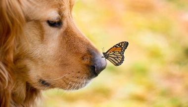 A arquitetura do Universo