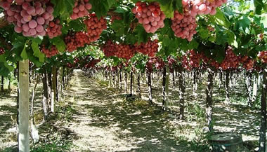 À sombra da parreira