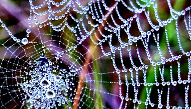 A teia que a vida tece