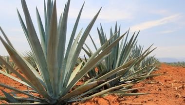 Agave: significado, propriedades e benefícios