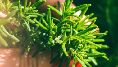 Alecrim: cura sua casa e tem ligação com o Feng Shui