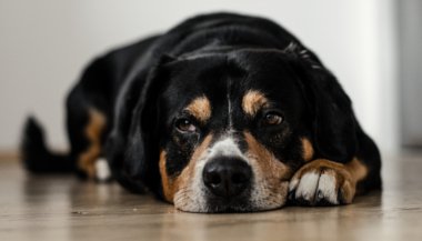 Por que os animais adoecem?