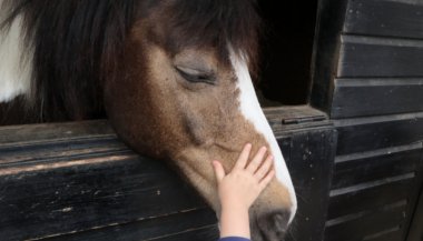 Por que você não consegue ver o sofrimento dos animais?