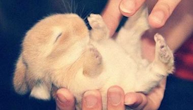 Animais: os melhores amigos do homem