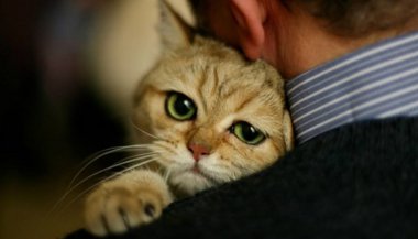 Meu bichinho de estimação