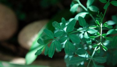 Arruda: significado, propriedades e benefícios