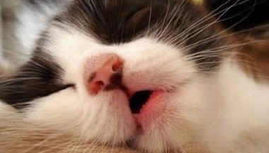 A importância da censura nos sonhos