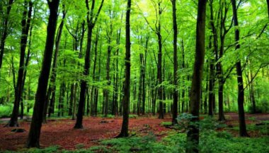 De qual árvore você caiu?