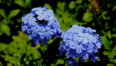 Bela Emília: significado, propriedades e benefícios