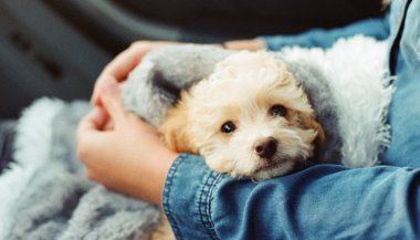 Como os animais podem prevenir doenças?