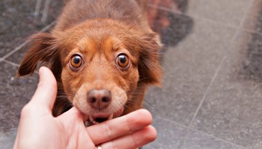 Significado de sonhar com cachorro mordendo a mão
