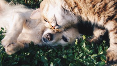 Sua personalidade é gato ou cachorro? Parte I