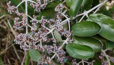 Canela de Velho: significado, propriedades e benefícios