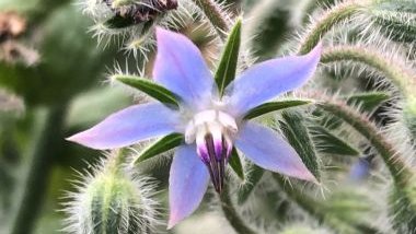 Borragem: significado, propriedades e benefícios