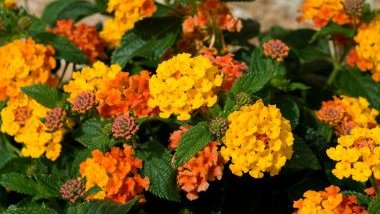 Lantana: significado, propriedades e benefícios