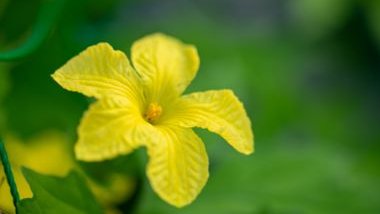 Melão de São Caetano: significado, propriedades e benefícios