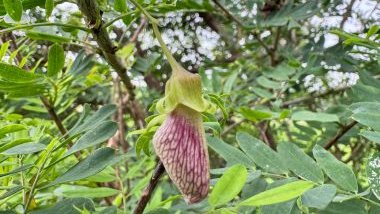 Cipó Mil Homens: significado, propriedades e benefícios