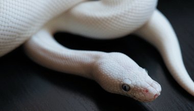 Sonhar com cobra branca