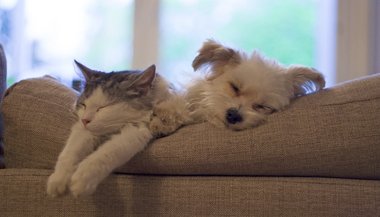 O comportamento dos animais de estimação segundo os signos