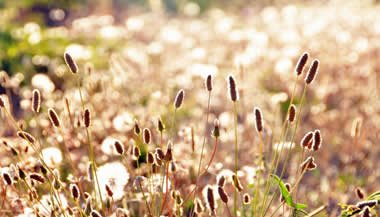 Acampamento zen e o contato com a natureza