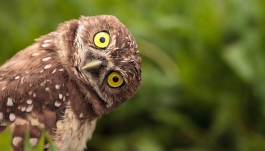 O que a coruja significa em cada religião/cultura?