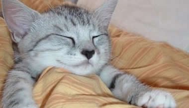 Sonhos: Devemos interpretar tudo?