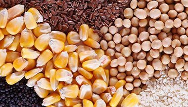 Escolha bons alimentos