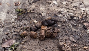 Sonhar com fezes, segundo a Bíblia
