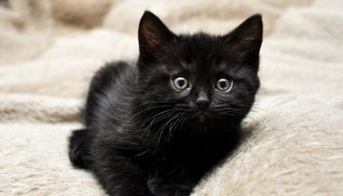 Significado de sonhar com filhote de gato