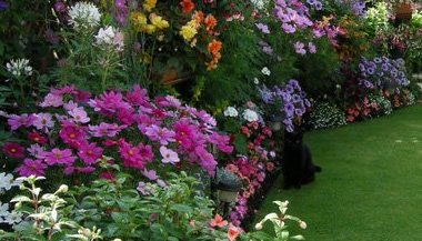 Fitoenergética, cultivando o bem-estar