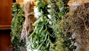 O que é fitoenergética?