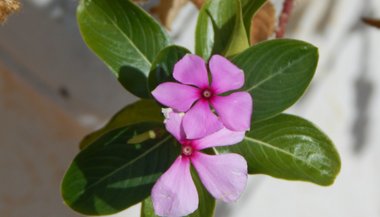 Beijinho: significado, propriedades e benefícios