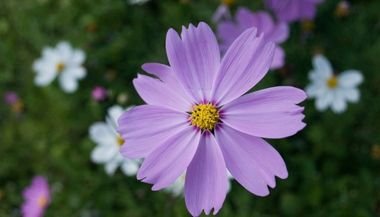 Cosmos: significado, propriedades e benefícios