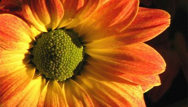 Cores, flores e aromas para iluminar sua vida