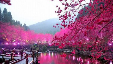 A Florada da Cerejeira