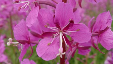 Essências florais do Alaska